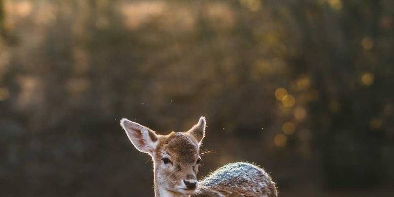 房产税试点扩容深度解析：哪些城市可能入围？对多套房持有者与刚需的影响预测
